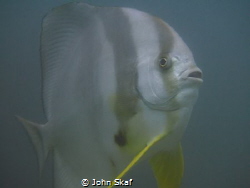 Here I was minding my own business at the 5 meters safety... by John Skaf 